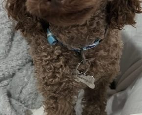 STUD-Chocolate Toy Poodle 3.8kg DNA tested