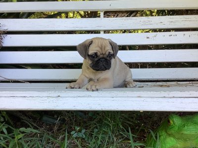 10 week old Female pug puppies.