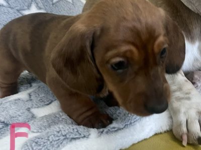 Miniature Smooth Dachshund puppy – Red Dapple girl