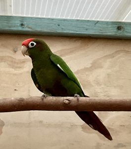 ROSE CROWNED CONURE