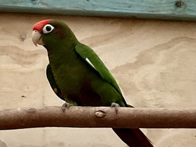 ROSE CROWNED CONURE