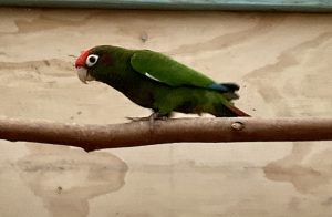 ROSE CROWNED CONURE