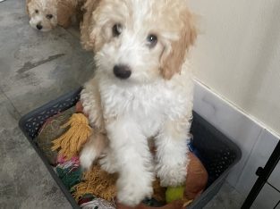 💜Adorable Cavoodles💜