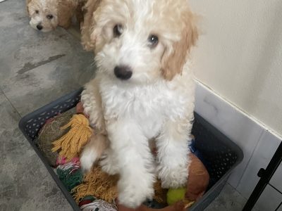 💜Adorable Cavoodles💜