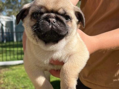 Purebred pug puppies