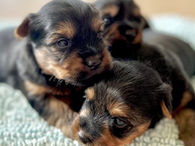 Australian Silky Terrier Pups Qld