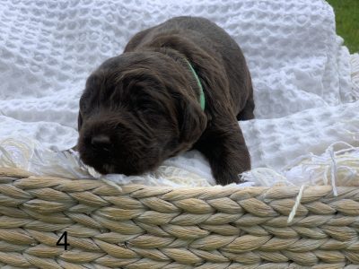 Miniature Labradoodle puppies