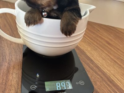 Australian Silky Terrier Pups