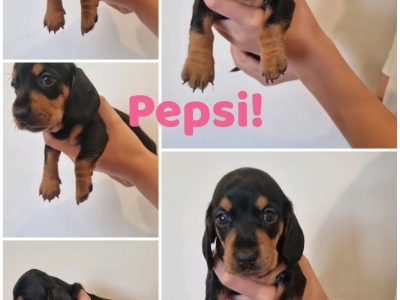 Miniature Dachshund Puppies