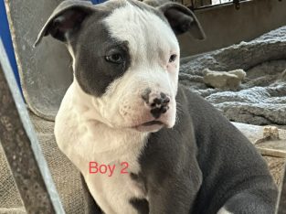 Blue American Staffy pups