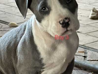 Blue American Staffy pups