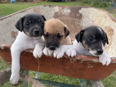 Mini Fox terrier puppies