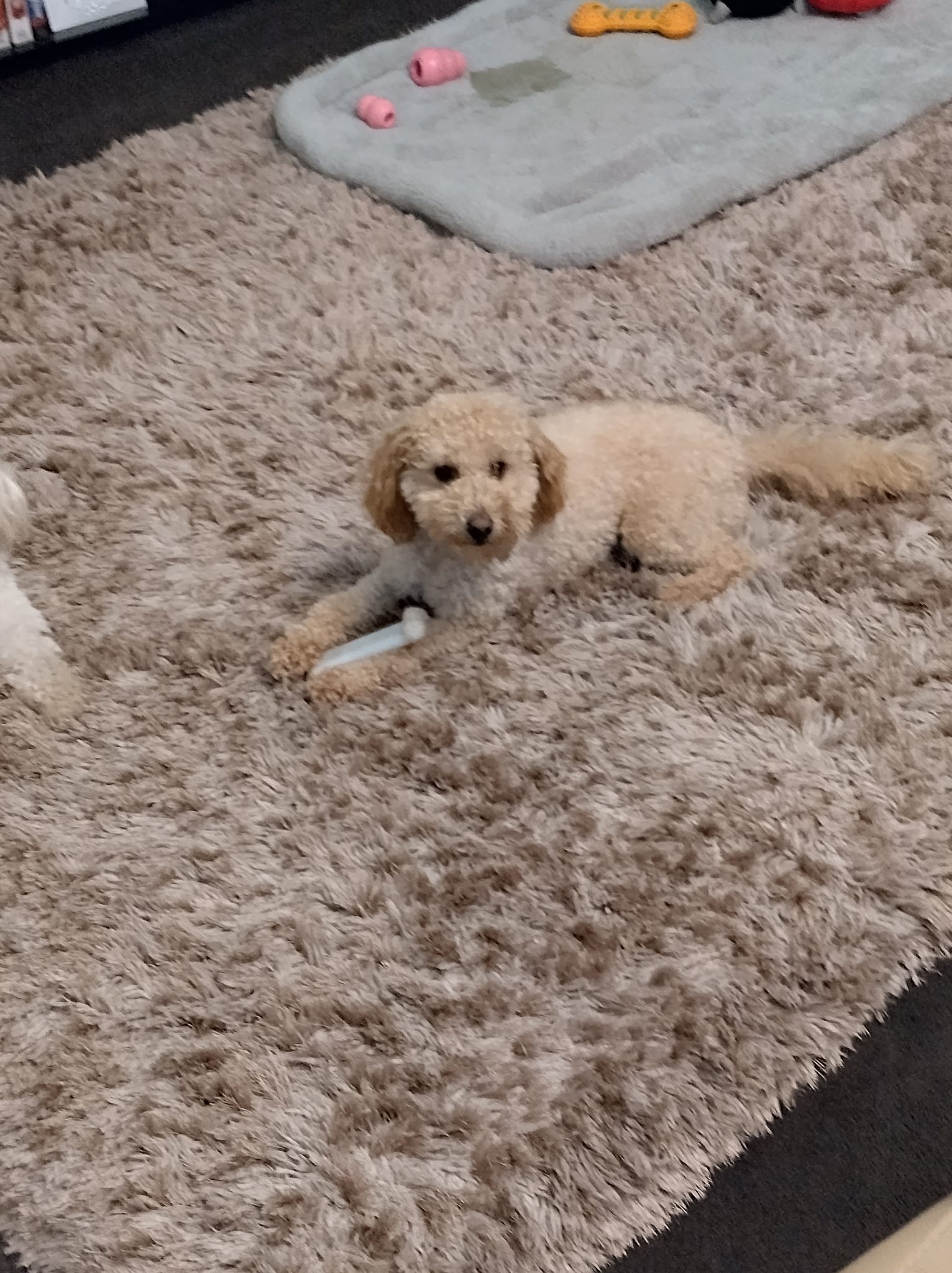 Purebred Toy Poodle For Sale