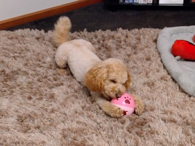 Purebred Toy Poodle For Sale