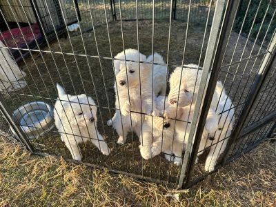Maremma Livestock Guardian Puppies