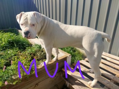 American Bulldog pups