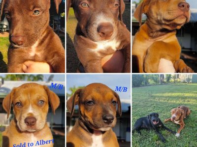 Catahoula X Kelpie X Whippet