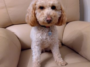 Purebred Toy Poodle For Sale