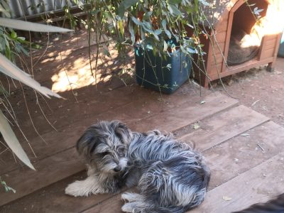 Blue Merle Border Collie Cross Breed.