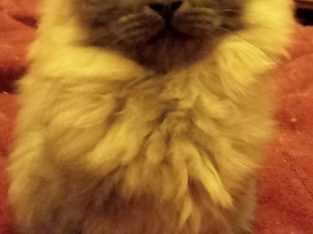 Man sized Maine coons X