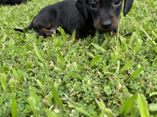 PUREBRED MINIATURE DACHSHUND (SHORT HAIR)