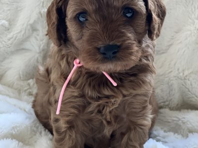 F1 Toy Cavoodles (ruby)