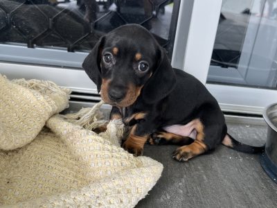 PUREBRED MINIATURE DACHSHUND (SHORT HAIR)