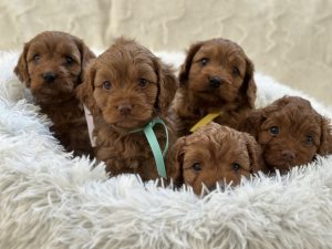 F1 Toy Cavoodles (ruby)
