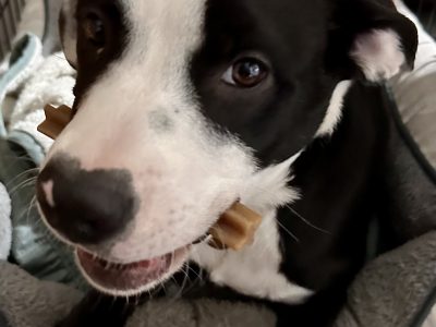 Male Puppy 6 months old