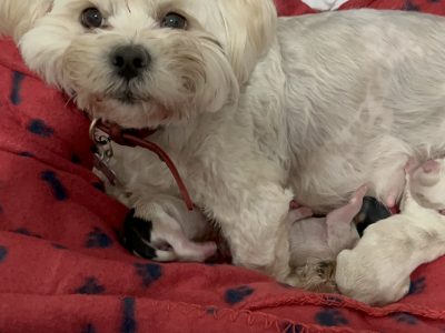 Lhasa Apso puppies -north Brisbane