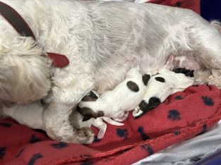 Lhasa Apso puppies -north Brisbane