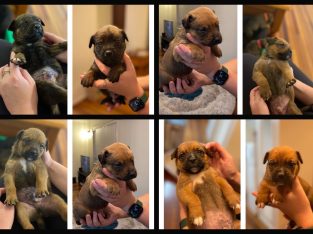 German Rottweiler cross American bulldog puppies