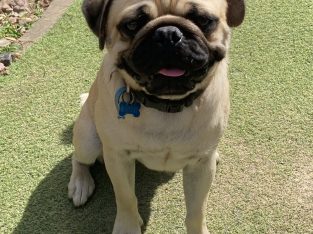 Loveable Pug