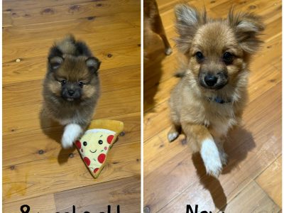 Pomeranian – John Ng