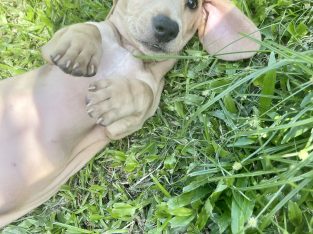 cream miniature dachshund