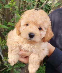 Cavoodle puppies for sale – Maroubra