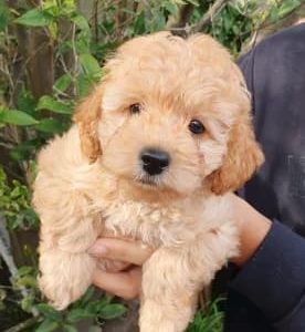Cavoodle puppies for sale – Maroubra
