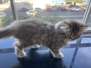 Adorable Loving Purebred Tabby Persian Kittens