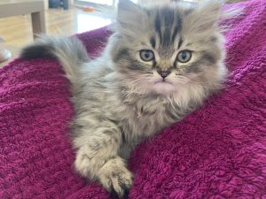 Adorable Loving Purebred Tabby Persian Kittens