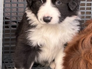 Border Collie Pure Bred Pups available Aug 9