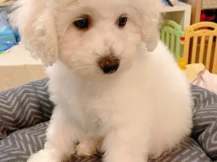 Cute fluffy Bichon Frise Puppies