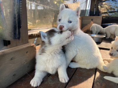 Siberian husky puppies
