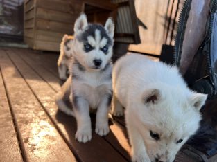 Siberian husky puppies
