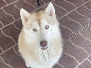 1 year old male husky