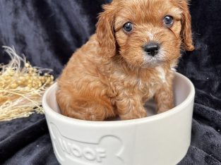 Toy Cavoodle F1 puppies