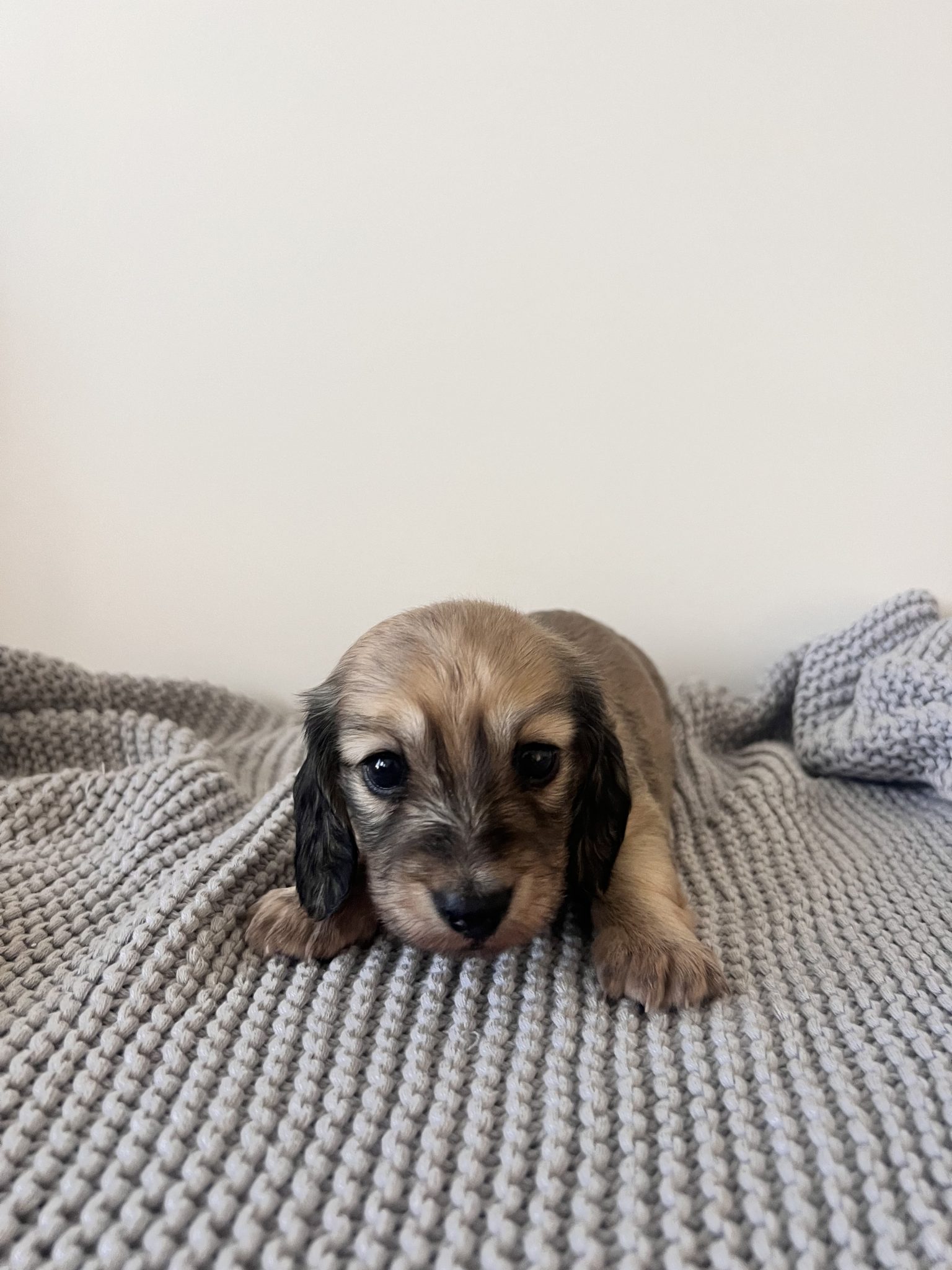 Shaded cream longhair miniature dachshund