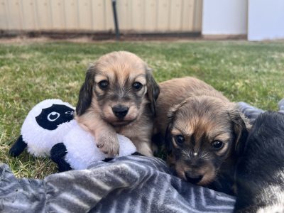 Shaded cream longhair miniature dachshund