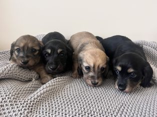 Shaded cream longhair miniature dachshund