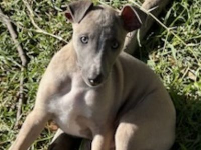 Whippet puppies
