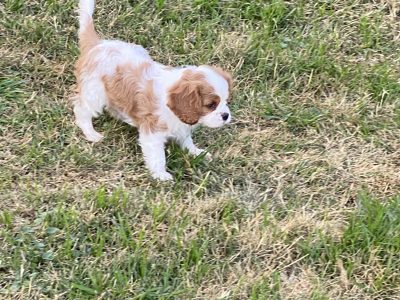Purebred Cavalier King Charles